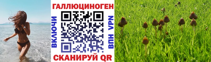 где можно купить   Новая Ладога  blacksprut онион  Псилоцибиновые грибы GOLDEN TEACHER 